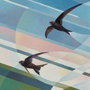 A Swoop of Swifts